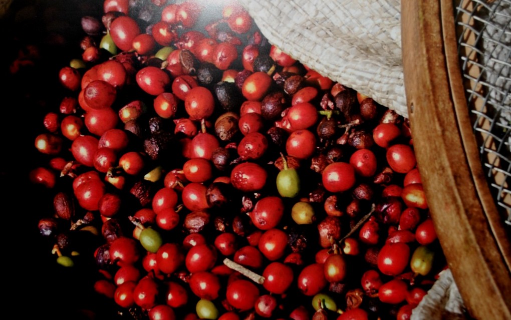 Trieste is the Capital of Coffee