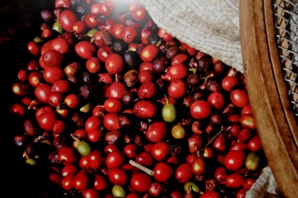 Trieste is the Capital of Coffee